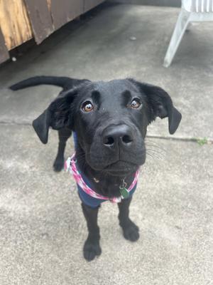 black dog wearing a pink bandana