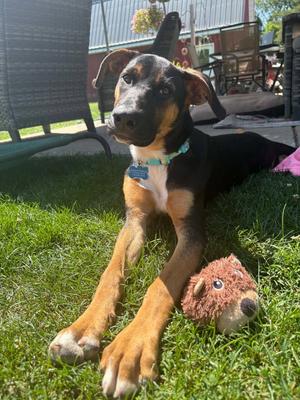 Lacie, Hound / Black and Tan Coonhound, young, available for adoption