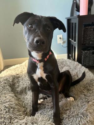 Quincy, Black Labrador Retriever / Alaskan Malamute, puppy, available for adoption