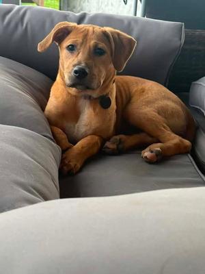 Layla, Nova Scotia Duck-Tolling Retriever / Black Mouth Cur, young, available for adoption