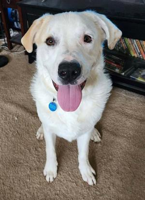Bo, Labrador Retriever / Great Pyrenees, young, available for adoption