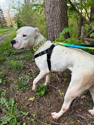 Casper, Dogo Argentino, adult, available for adoption