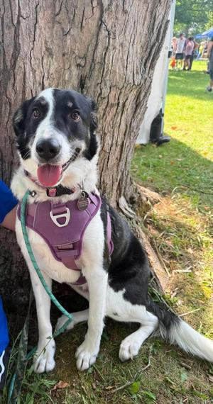 Luna, Border Collie, adult, available for adoption