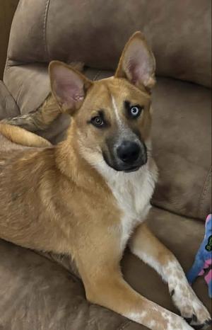 A brown and white dog with blue eyes lying on a brown couch.