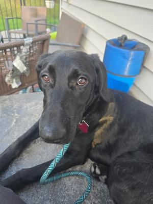 Francine, Black Labrador Retriever, adult, available for adoption