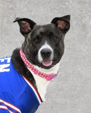 Onyx, American Staffordshire Terrier / Boxer, adult, available for adoption