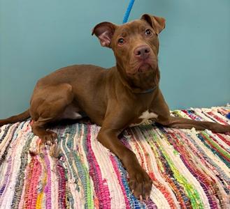a brown dog laying on a colorful rug
