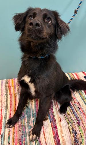 Byrum, Australian Shepherd Mix, adult, available for adoption