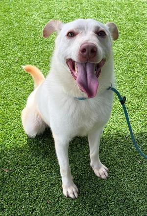 The Rock, Labrador Retriever and Australian Cattle Dog, adult, available for adoption