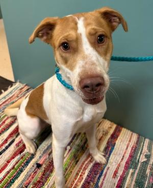 Selena, Terrier Mix, young, available for adoption