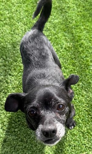 Magoo, Chihuahua - Smooth Coated and Pug, senior, available for adoption