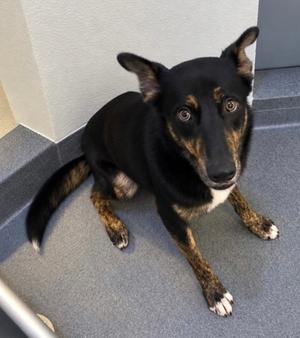 Knox, German Shepherd Dog Mix, young, available for adoption