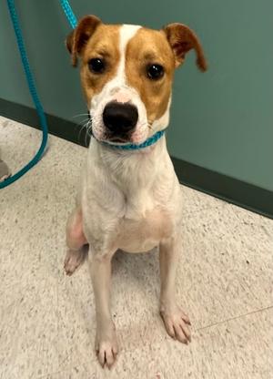 Jack, Jack (Parson) Russell Terrier Mix, young, available for adoption