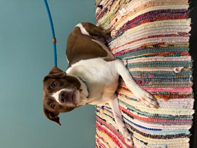 Selene, Terrier and Hound, adult, available for adoption