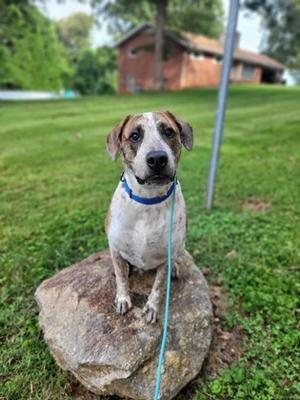 Hank, Hound Mix, adult, available for adoption