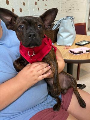 Bogey, Boston Terrier Mix, young, available for adoption
