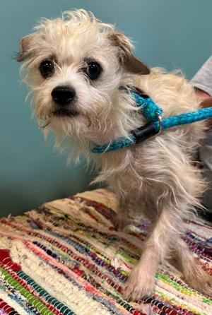 Chicken Little, Terrier Mix, adult, available for adoption
