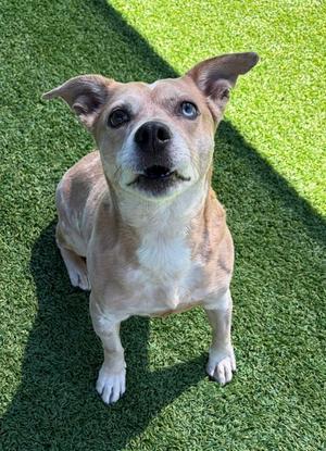 Astra, Dachshund Mix, senior, available for adoption