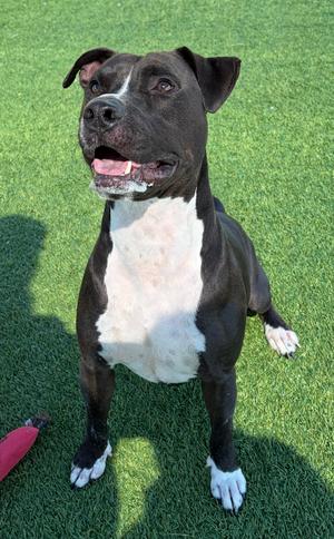 Ringo, Pit Bull Terrier Mix, adult, available for adoption