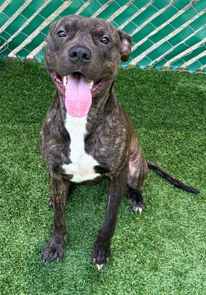 Zeus, Pit Bull Terrier Mix, young, available for adoption