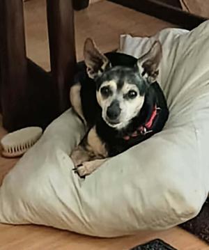 Dannie, Chihuahua, adult, available for adoption