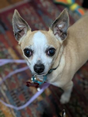A small dog with large ears and dark eyes, wearing a blue collar with a red bone-shaped tag, standing on a colorful rug.