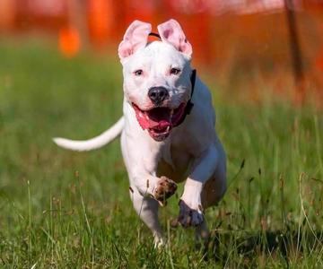 Blizzard, American Bully / American Staffordshire Terrier, adult, available for adoption