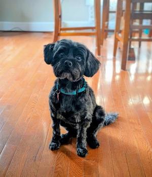 Sonic, Yorkie Poo, adult, available for adoption
