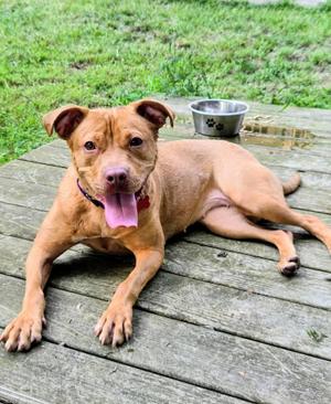 Latte, American Staffordshire Terrier, puppy, available for adoption