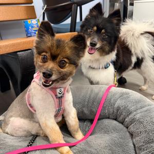 Jazzy&Izzy, Pomeranian, available for adoption