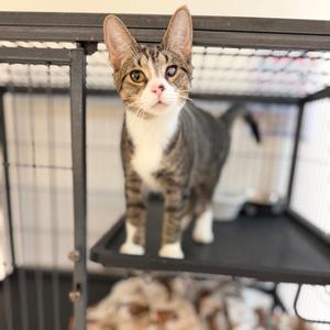 Camilla, young, available for adoption