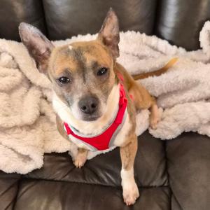 Rusty, Chihuahua, senior, available for adoption