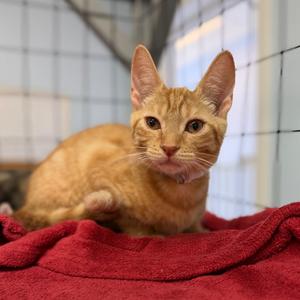 Andreas, young, available for adoption