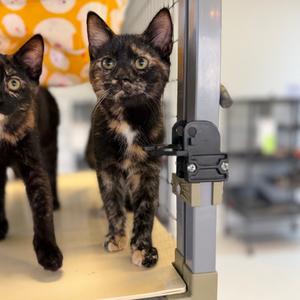 Angel Trumpet, kitten, available for adoption