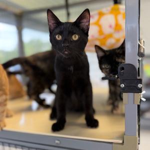 Aster, kitten, available for adoption