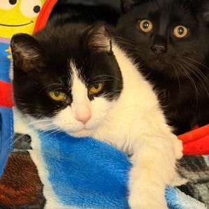 Aurora, senior, available for adoption
