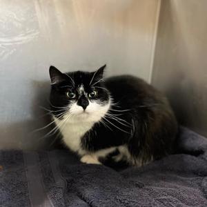 Cece, adult, available for adoption
