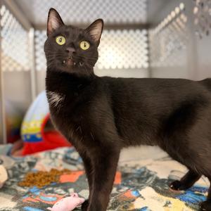 Charcoal, young, available for adoption
