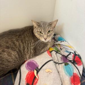 Blu, young, available for adoption