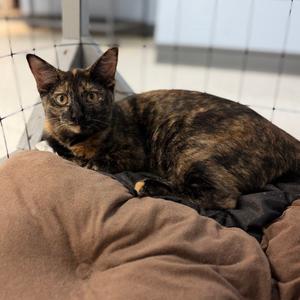 Annalise, young, available for adoption