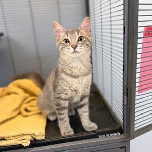 Ashby, young, available for adoption