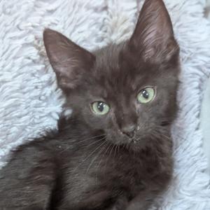Draw 4 (red collar), kitten, available for adoption