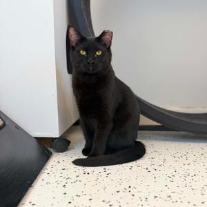 Decker, young, available for adoption