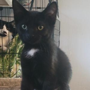 Betty, kitten, available for adoption