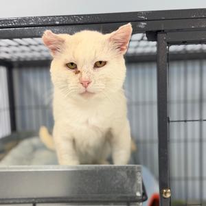 A white cat sitting in a cage