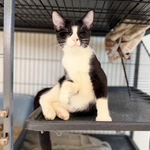 Cora, young, available for adoption