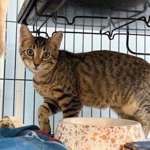 Cutie Snoot, kitten, available for adoption