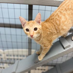 Colin, young, available for adoption