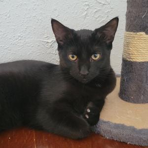 Dolly, young, available for adoption