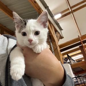 Bob, kitten, available for adoption
